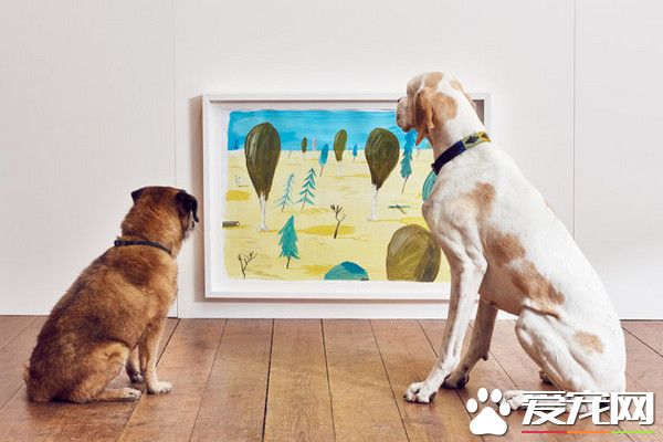 英设计师巧思 全球第一个给狗看的展览诞生