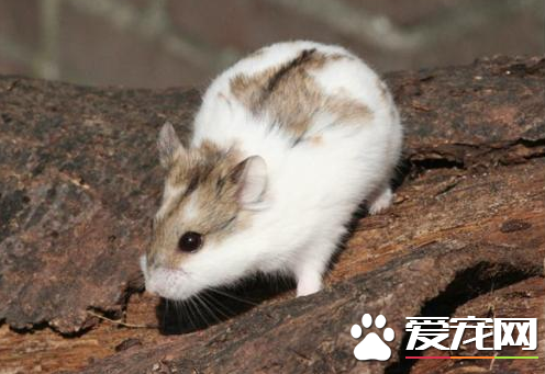 仓鼠的耳朵红是怎么回事 检查笼子是否刺到它