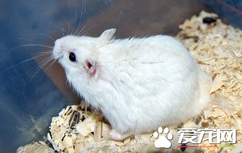 仓鼠感冒吃什么药 喂一些板蓝根冲剂之类的