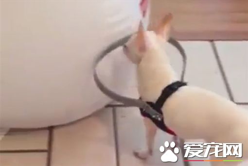 吉娃娃眼盲不敢走动 暖主人制作防撞圈