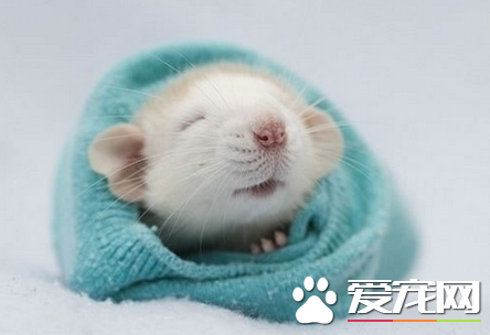 如何饲养健康的小仓鼠 以多样化的食物喂食