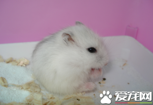 仓鼠便秘应该如何通便 喂点益生菌类的药品