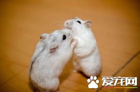 仓鼠常见疾病及其护理防治 注意饮食及居住环境