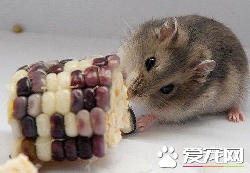 小仓鼠什么时候断奶 大约是二十五天左右