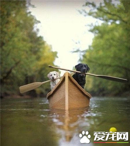 这两只拉拉，是打算开启拉拉漂流记么？