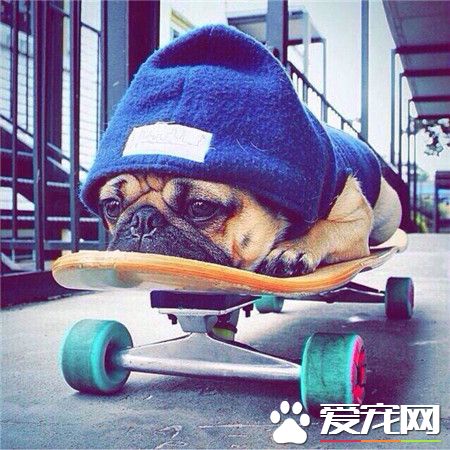 沙皮狗的表情特别喜感，因为他长得就是一副很忧伤的样子~情圣啊！