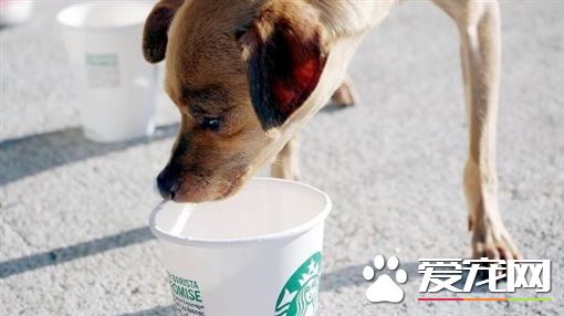 美星巴克推狗狗星冰乐 萌犬喝完超满足