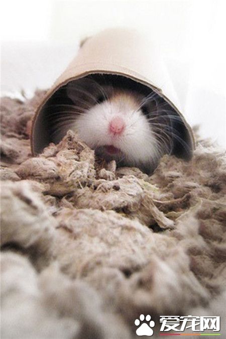 幸福是一只温暖的荷兰猪~