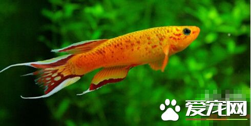 五彩琴尾鱼的外形特点 很漂亮的观赏鱼