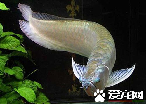 银龙鱼的习性 最佳温度为24--28℃水质要清洁