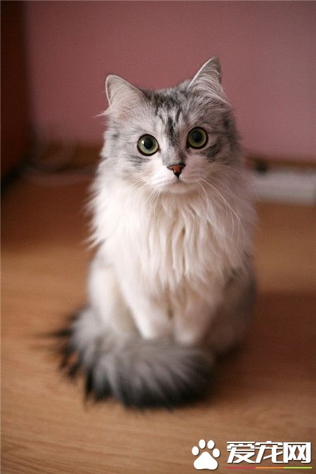 mi。超级可爱的美喵！