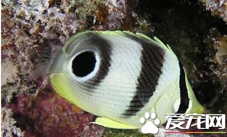 四眼蝶的品种 带大家了解四眼蝶的品种