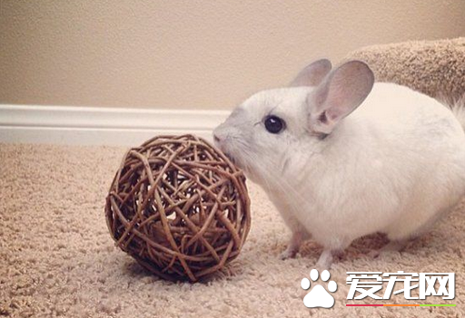 龙猫喜欢吃什么 龙猫是天生的素食主义者