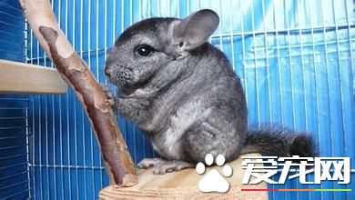 龙猫价格是多少 品种与品相决定着龙猫价格