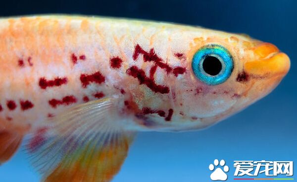 五彩琴尾鱼的疾病 带你了解它的疾病
