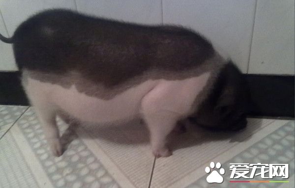 养百斤麝香猪屡遭邻居嫌臭 女疲惫决定为猪搬走