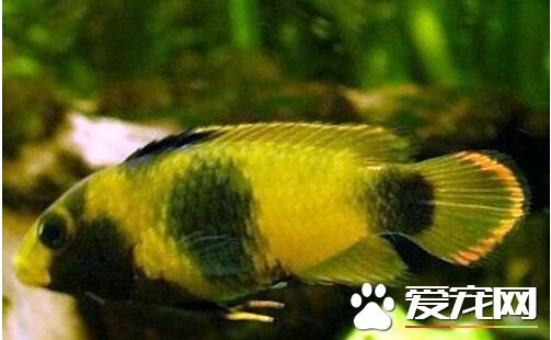熊猫短鲷的品种 一种非常神经质的观赏鱼