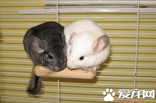 龙猫到处便便怎么办 适当训练到固定地方排便