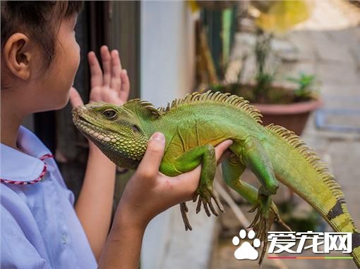 在台湾没天敌 遭弃养绿鬣蜥大量繁衍