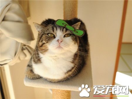 看啥看，没看过美女吗~~喵~~