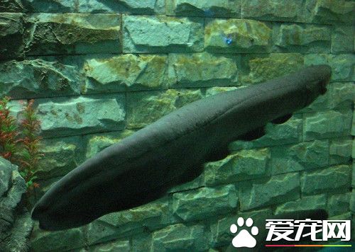 黑魔鬼的饲养 黑魔鬼较爱吃动物性饵料