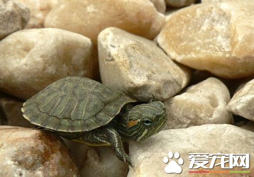 乌龟怎么分辨雌雄 雄龟体形较薄而小