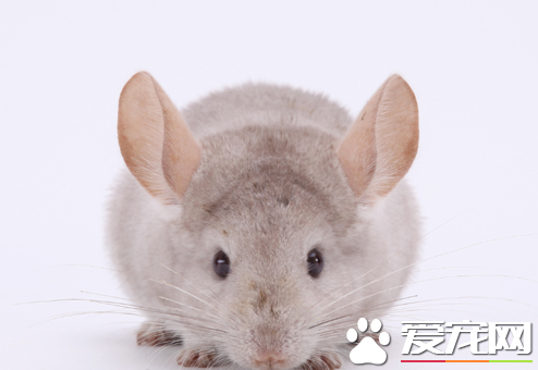 龙猫咬笼子怎么办 详解4种方法去阻止龙猫咬笼子