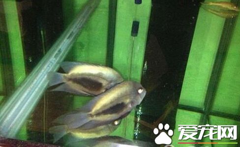 三角鲷的外形特点 有一块三角形的黑带