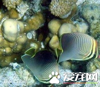 印度洋天皇蝶的品种 带大家了解其品种