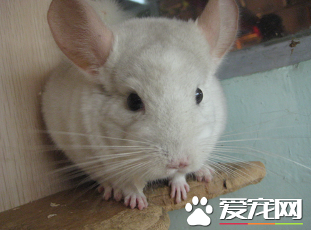 龙猫为什么会发抖 一般是紧张或者生病了