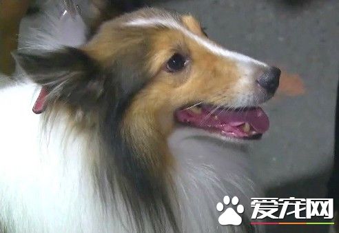 发现隔壁有火警 喜乐蒂凌晨狂叫救全家