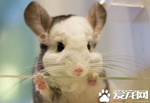 龙猫关笼子的好处 龙猫体型小跑出来很难找到