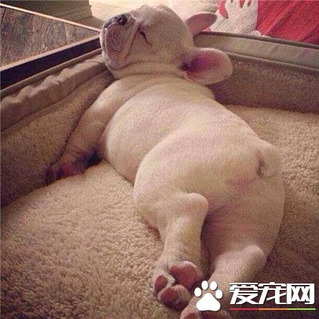 让我再躺会，这姿势够销魂哈~小小斗牛犬~