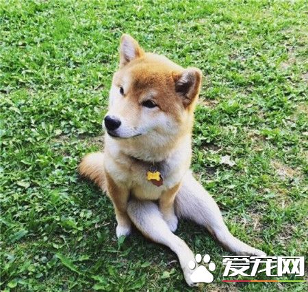 这一只名叫#Mikho#的柴犬，从小就喜欢一屁股坐地上的姿势，长大后还要时不时要秀秀自己的美腿…简直太妖娆了！！！