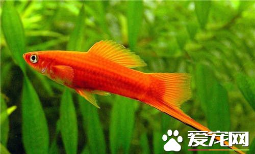 红剑鱼的习性 红剑鱼易跳要注意防跳