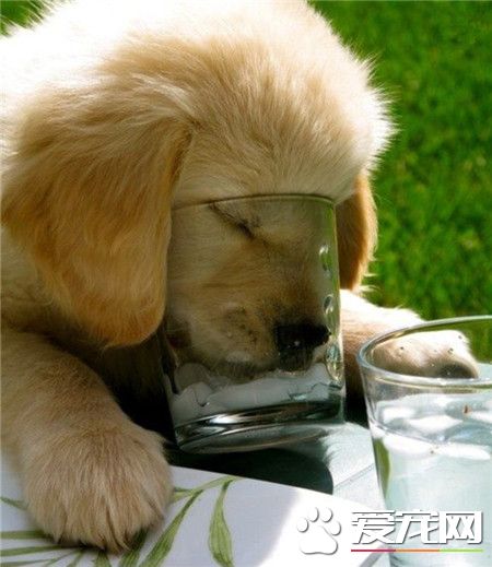 哎，这水太少了呢，真是坑狗！