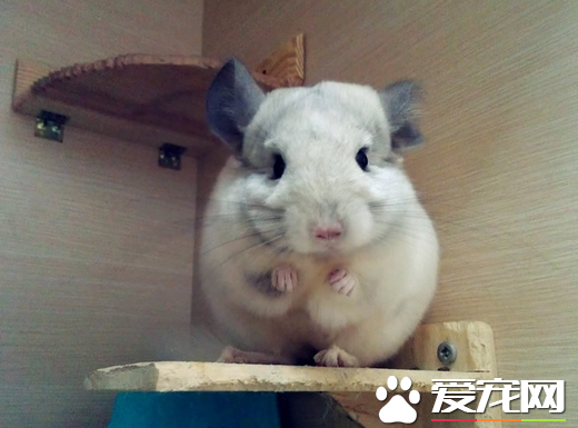 龙猫笼子的选择 详解龙猫的4种笼子材质