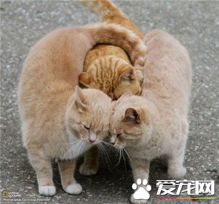 传说中的电灯泡儿吗 ？