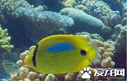 四棘蝴蝶鱼外形特点 侧线处有一块蓝色的斑