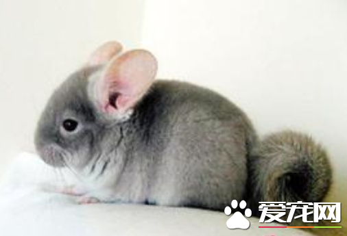 龙猫一般能活多久 平均寿命大多在十年左右