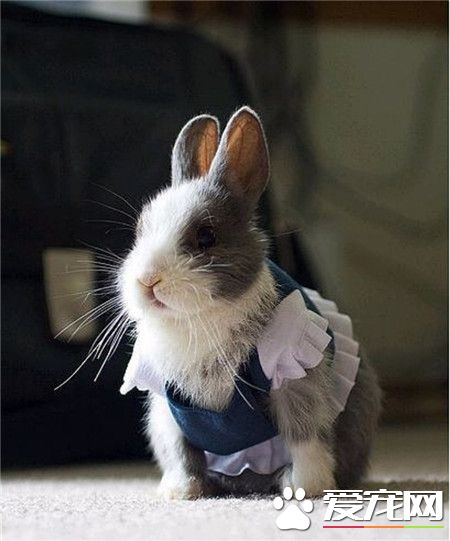 穿女仆装的兔子君，真美呢！