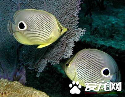 四眼蝶好养吗 人工饲养四眼蝶的难度较大