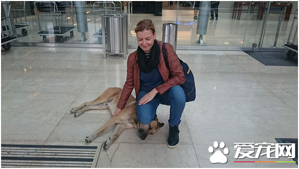 今生跟定你 阿根廷浪犬万里等主