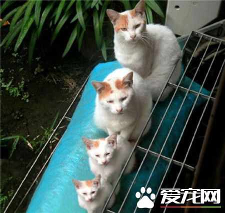 你能是大到小的同款吗？哈哈！