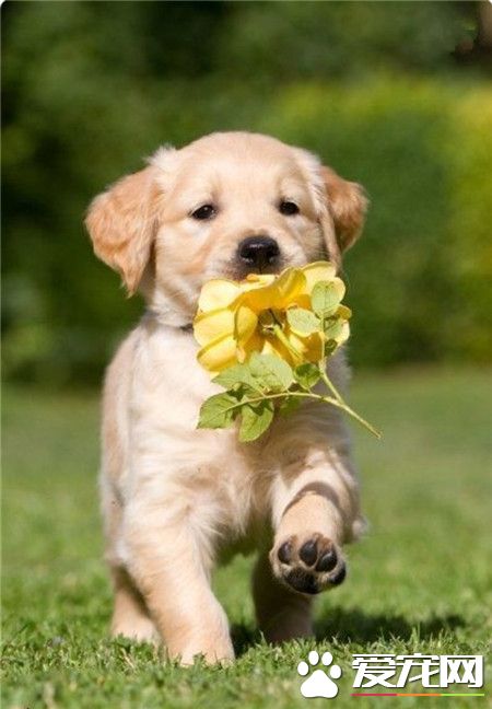 从小就知道送花花，长大后一定是个撩妹高手哦 ！