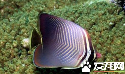 印度洋天皇蝶的外形特点 成鱼提高呈卵圆形