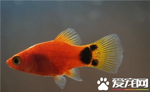 月光鱼的习性 最适宜生长温度为22～26℃