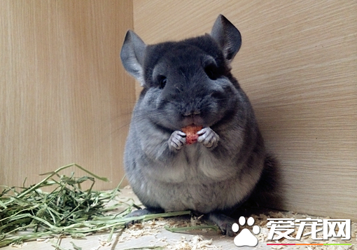 给龙猫补充营养 营养均衡苜蓿草是不可缺少的