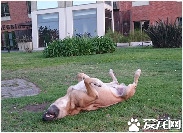 今生跟定你 阿根廷浪犬万里等主