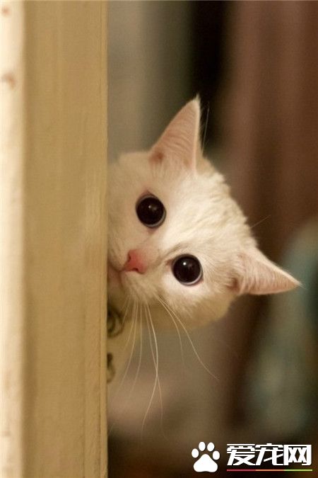 你在躲猫猫吗？